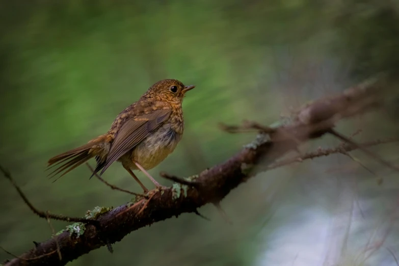 a small bird sitting on top of a tree branch, by Peter Churcher, pixabay contest winner, sumatraism, mid 2 0's female, robin, in deep forest hungle, fine art print