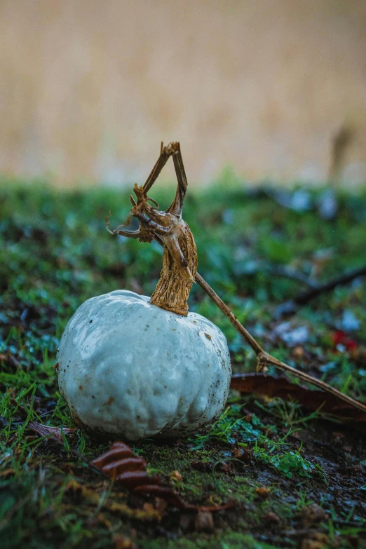 a small figurine sitting on top of a white pumpkin, a macro photograph, inspired by Elsa Bleda, unsplash, land art, crashed in the ground, grey vegetables, blue, autum