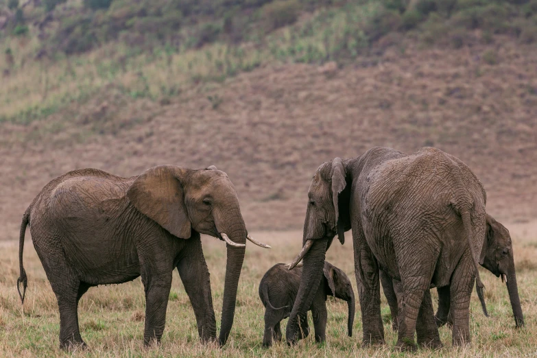 a herd of elephants walking across a lush green field, a portrait, by Will Ellis, unsplash contest winner, hurufiyya, very kenyan, family dinner, grey, brown