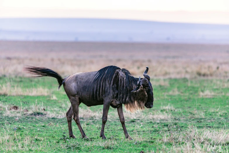 a wildebeest walking across a lush green field, pexels contest winner, hurufiyya, standing in the savannah, jen atkin, stretch, early evening