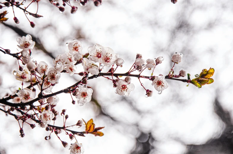 a close up of a branch of a tree with flowers, by Niko Henrichon, trending on unsplash, fan favorite, manuka, background image, overcast weather