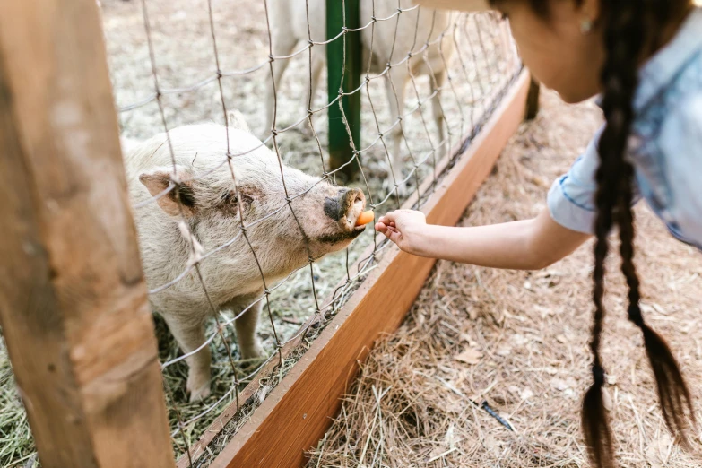 a little girl feeding a pig through a fence, unsplash, australian, 🦩🪐🐞👩🏻🦳, dinner is served, a wooden