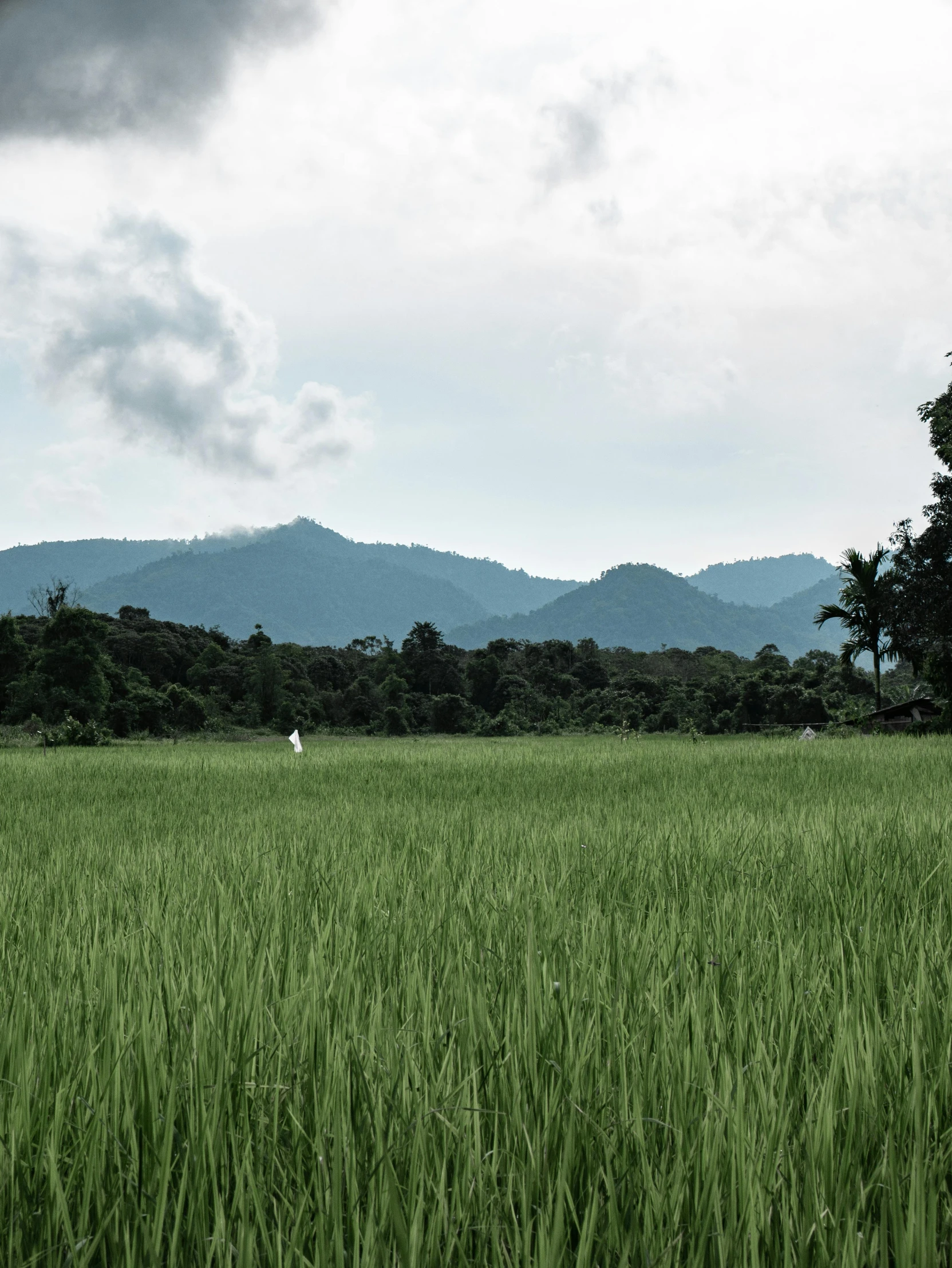 a field of green grass with mountains in the background, inspired by Steve McCurry, sumatraism, grey, low quality photo, view(full body + zoomed out), multiple stories