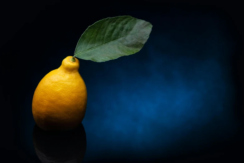 a lemon with a leaf sticking out of it, a still life, by Andries Stock, shutterstock contest winner, deep blue mood, 15081959 21121991 01012000 4k, beautiful black blue yellow, looking off to the side