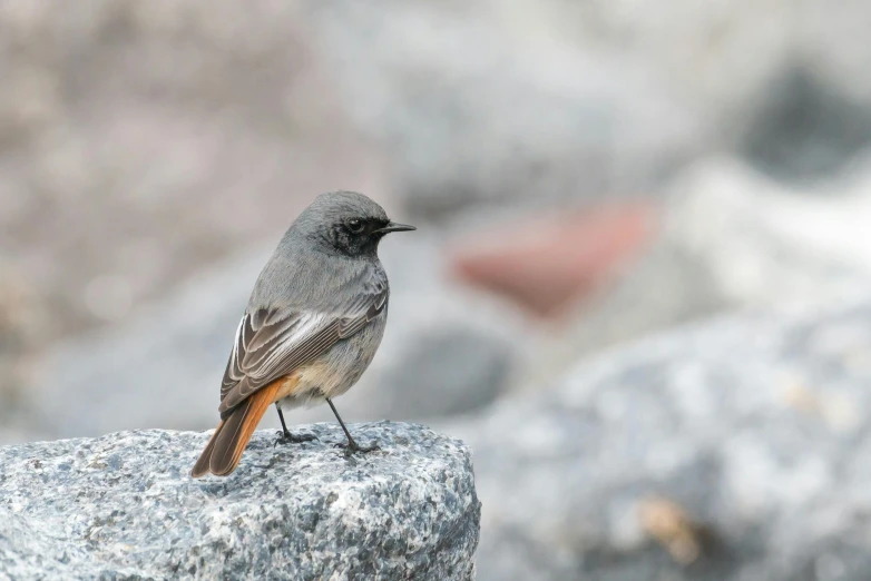 a small bird sitting on top of a rock, grey orange, inuk, highly polished, medium height