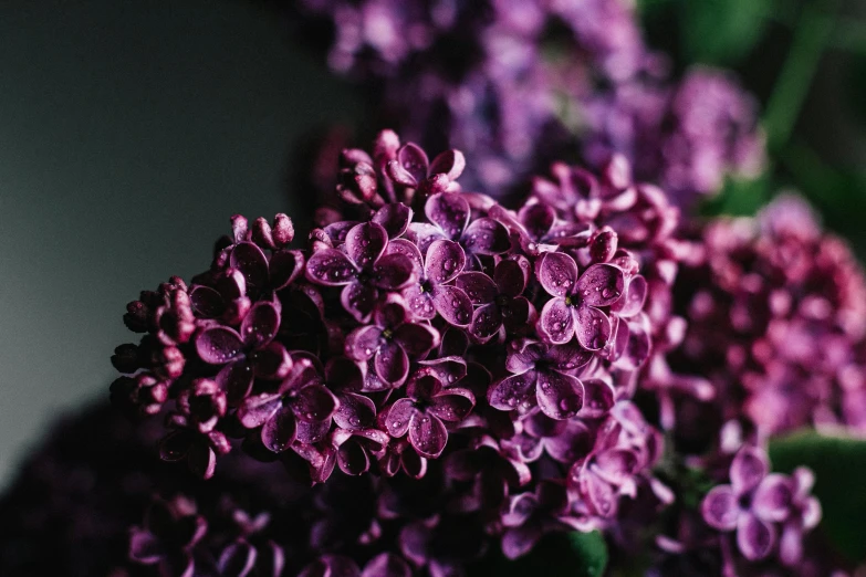 a close up of a bunch of purple flowers, by Carey Morris, pexels, lilac, shot on hasselblad, made of glazed, seasonal