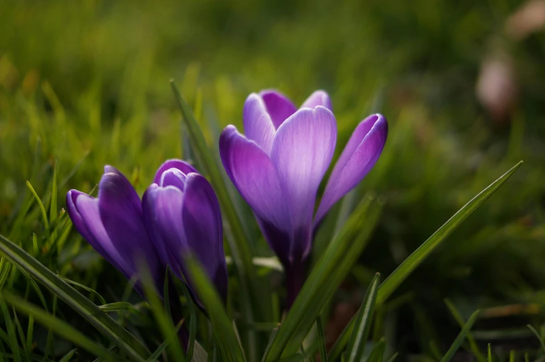 a couple of purple flowers sitting on top of a lush green field, a macro photograph, by Eglon van der Neer, pexels contest winner, magnolias, medium format. soft light, hearts, bright ground