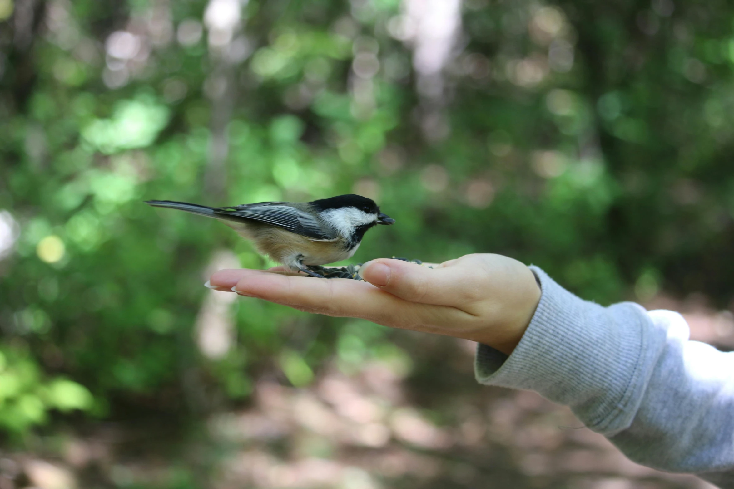 a person holding a small bird in their hand, by Carey Morris, pexels contest winner, naturalism, forest picnic, wings spread, emily rajtkowski, an ultra realistic