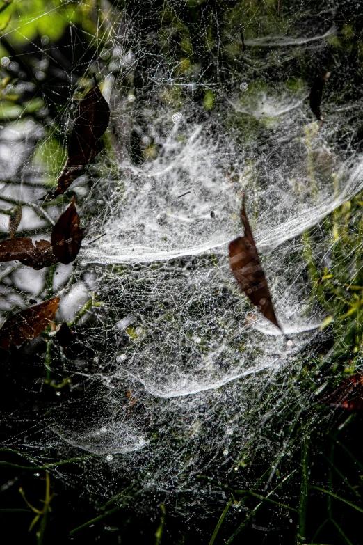 a spider web hanging from a tree branch, a portrait, by Doug Ohlson, fan favorite, silk flowing in wind, taken in 2022, feathers ) wet