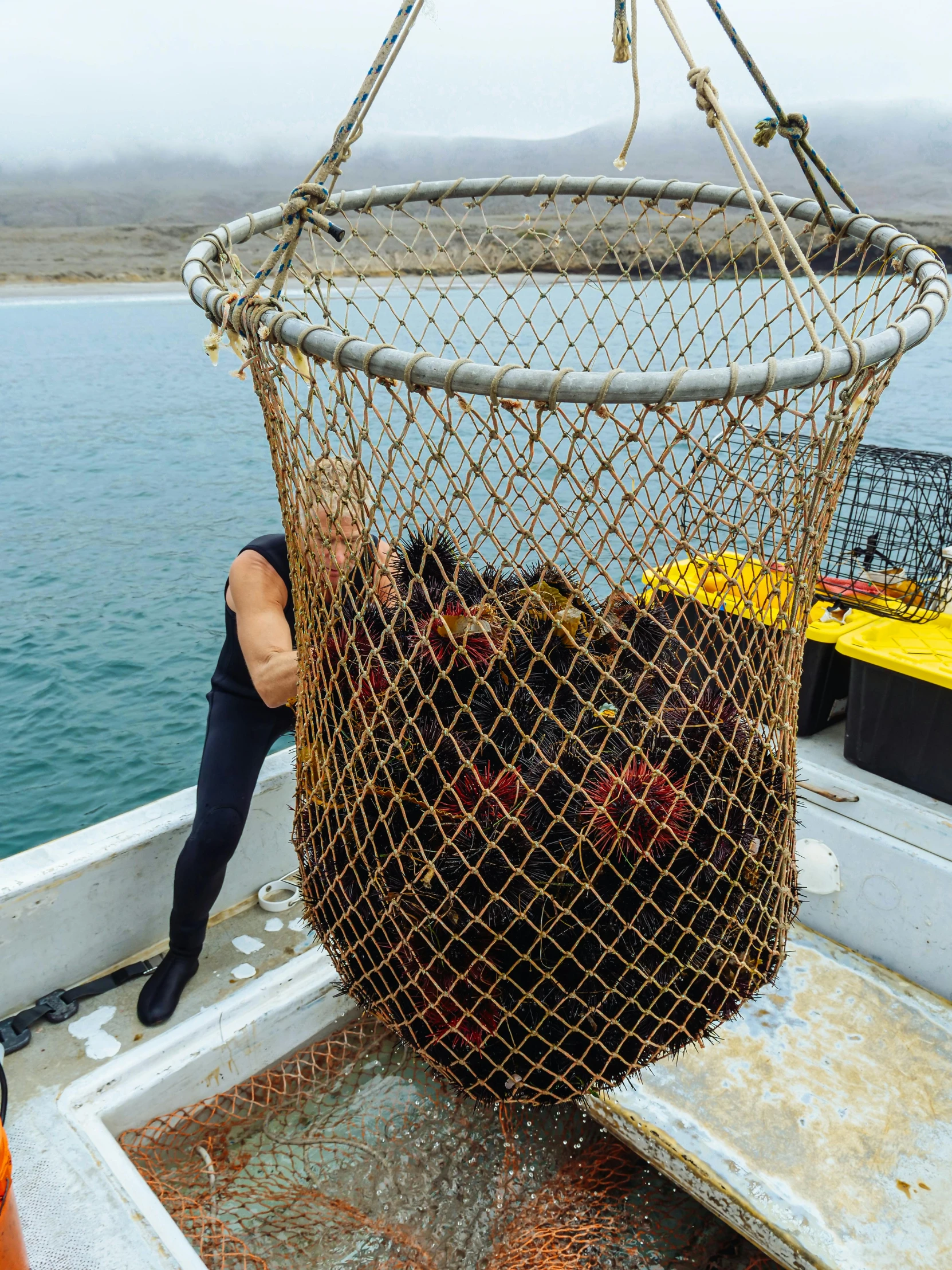 a large net hanging from the side of a boat, jordan peterson as a lobster, abalone, 30 years old woman, 💣 💥💣 💥