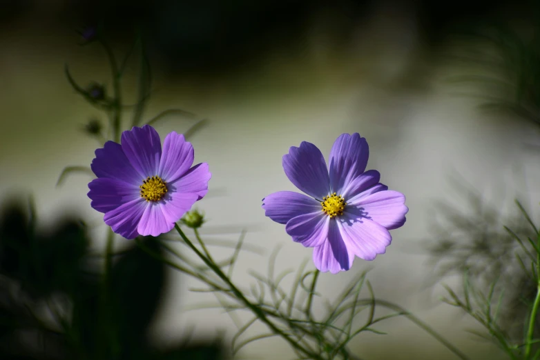 a couple of purple flowers sitting next to each other, by Jan Rustem, pexels contest winner, miniature cosmos, softly shadowed, medium format, flax