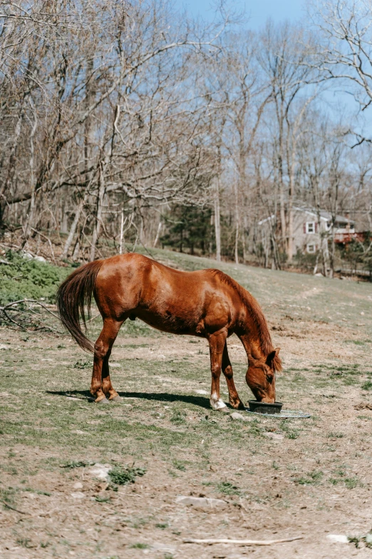 a brown horse standing on top of a grass covered field, eating outside, trending on vsco, rhode island, near his barrel home