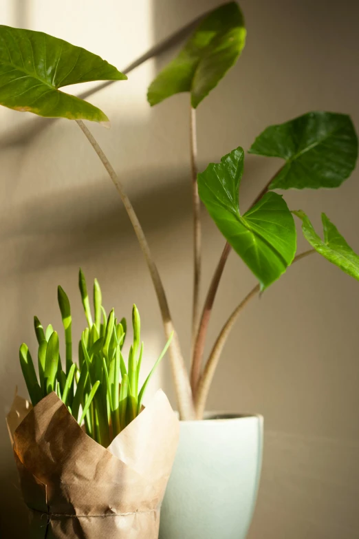 a paper bag sitting on top of a table next to a potted plant, a still life, backlight green leaves, magnolia big leaves and stems, ramps, uncrop