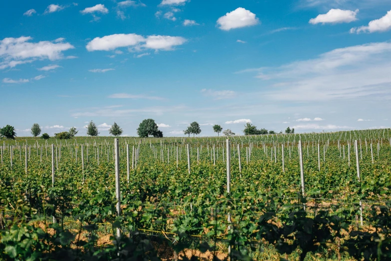 a vineyard with rows of vines in the foreground, pexels contest winner, munkácsy, blue sky, thumbnail, linden trees