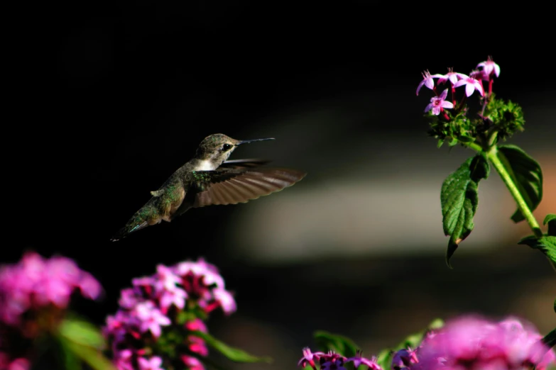 a bird that is flying in the air, by Jim Nelson, pexels contest winner, arabesque, verbena, hummingbirds, lit from the side, in the garden