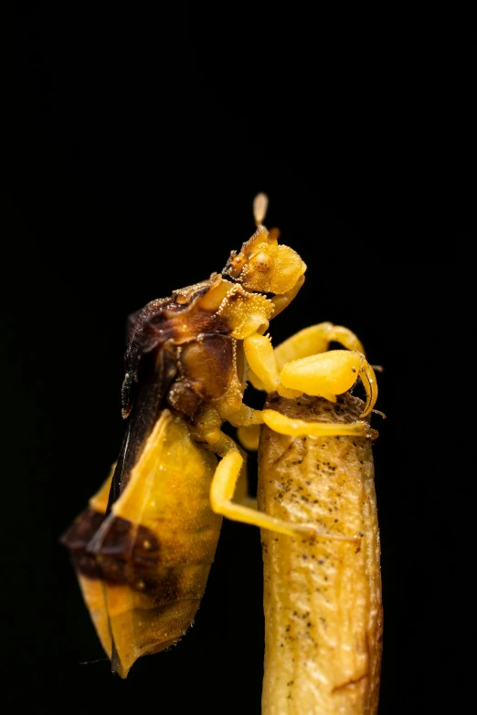 a close up of a banana with a bug on it, a macro photograph, by Peter Churcher, renaissance, in front of a black background, antropromorphic stick insect, cinematic shot ar 9:16 -n 6 -g, male and female