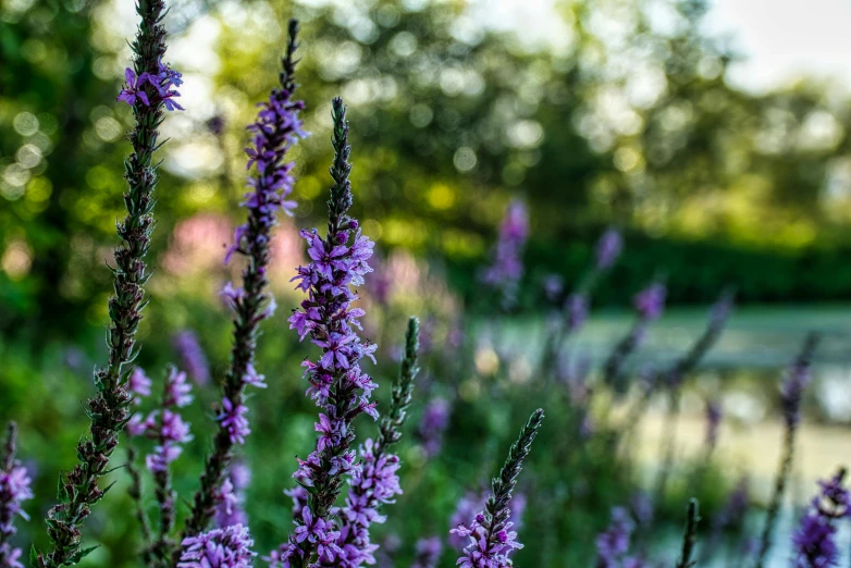 a field of purple flowers next to a body of water, by Thomas Häfner, unsplash, fan favorite, extreme bokeh foliage, salvia, low angle shot