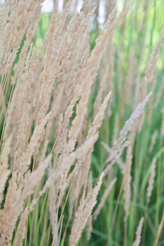 tall grass blowing in the wind on a sunny day, unsplash, conceptual art, pale pink grass, grain”