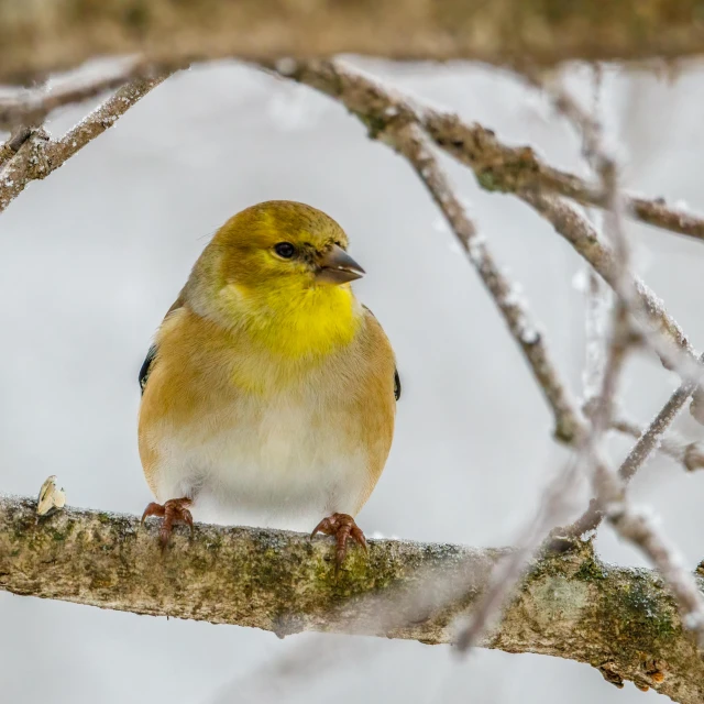 a small yellow bird sitting on top of a tree branch, a portrait, trending on pexels, cold snowy, mixed animal, swift, high definition photo