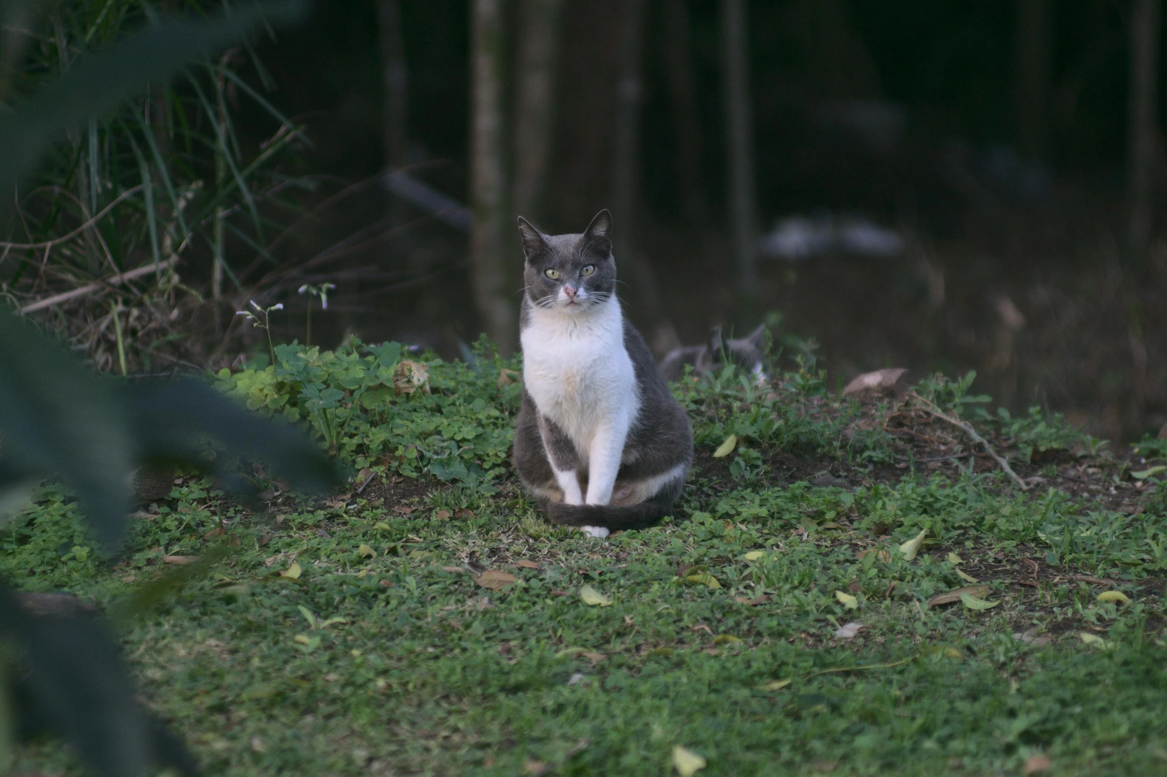 a cat sitting on top of a lush green field, in the evening, facing the camera, sitting in the forrest, in the middle of a small colony