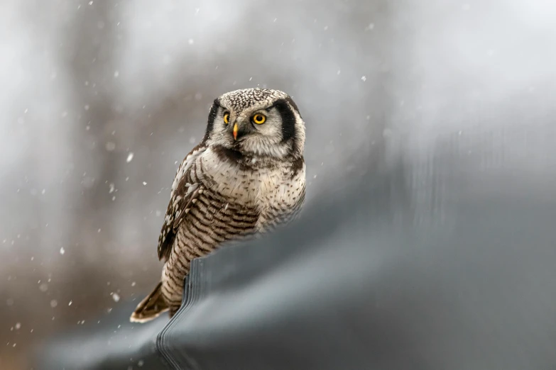 an owl sitting on a branch in the snow, by national geographic, pexels contest winner, in a rainy environment, mixed animal, small, birds eye photograph