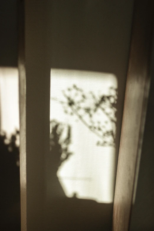 a cat sitting on top of a bed next to a window, inspired by André Kertész, unsplash, conceptual art, shadows from trees, rinko kawauchi, close - up photograph, light entering through a blind