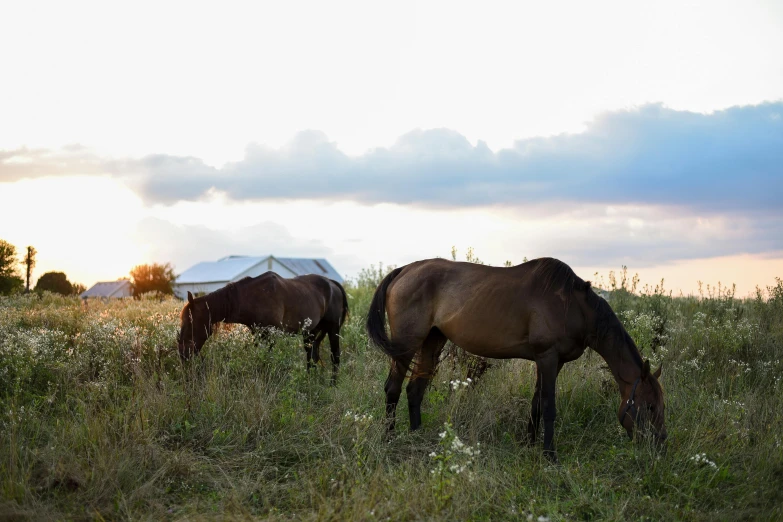 a couple of horses that are standing in the grass, an album cover, unsplash, glamping, ukraine. photography, profile image, dinner is served