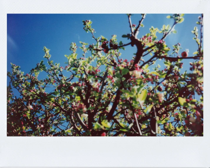 a picture of a tree with a blue sky in the background, a polaroid photo, apple blossoms, blue and green and red tones, green and red plants, 70mm film screenshot