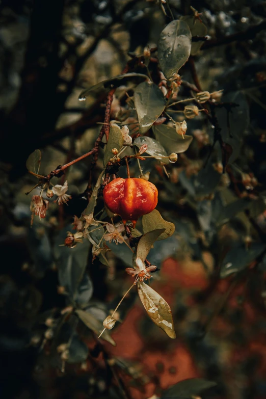 a red apple hanging from a tree branch, inspired by Elsa Bleda, unsplash contest winner, renaissance, trinidad scorpion, dried plants, 🍁 cute, dark orange