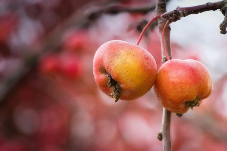 a close up of two apples on a tree, a portrait, by Emma Andijewska, unsplash, soft red tone colors, shot on sony a 7 iii, spooky autumnal colours, ben watts