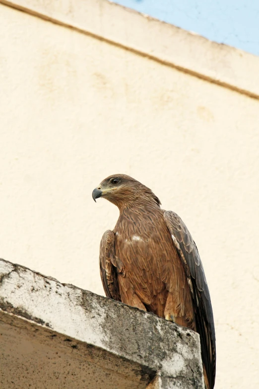 a close up of a bird of prey on a ledge, by Max Dauthendey, hurufiyya, low quality photograph, in balcony of palace, brown:-2, innocent look