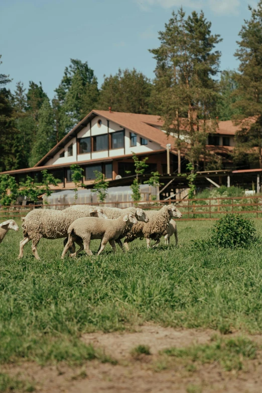 a herd of sheep walking across a lush green field, inspired by Christoph Ludwig Agricola, renaissance, peaceful wooden mansion, ecovillage, seen from outside, spielberg