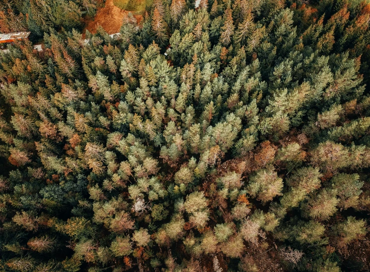 an aerial view of a forest in autumn, by Emma Andijewska, pexels, ((trees)), pine, high angle close up shot, instagram post