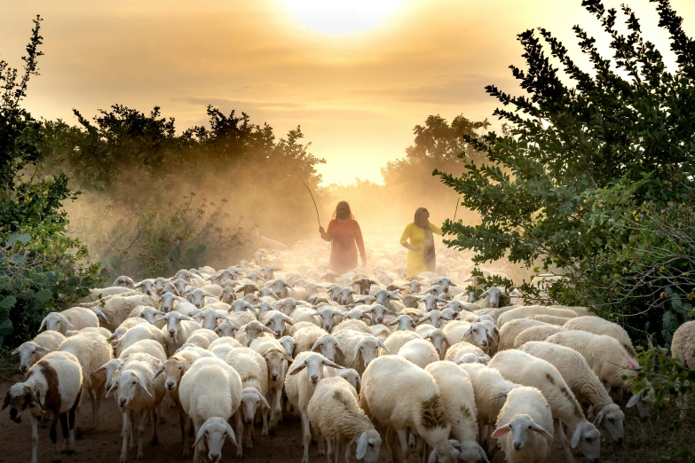 a herd of sheep walking down a dirt road, by Ibrahim Kodra, unsplash contest winner, romanticism, mediterranean, summer morning light, women, harvest