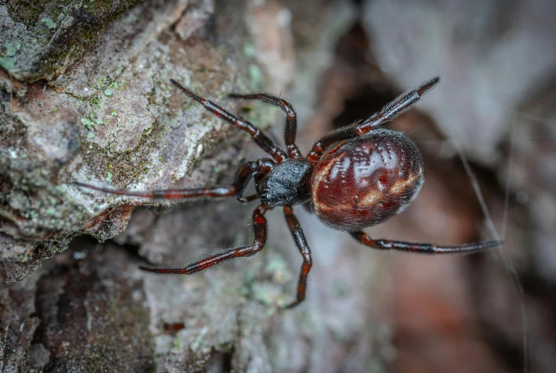 a close up of a spider on a tree, by Peter Churcher, hurufiyya, fan favorite, clathrus - ruber, reddish - brown, a wooden