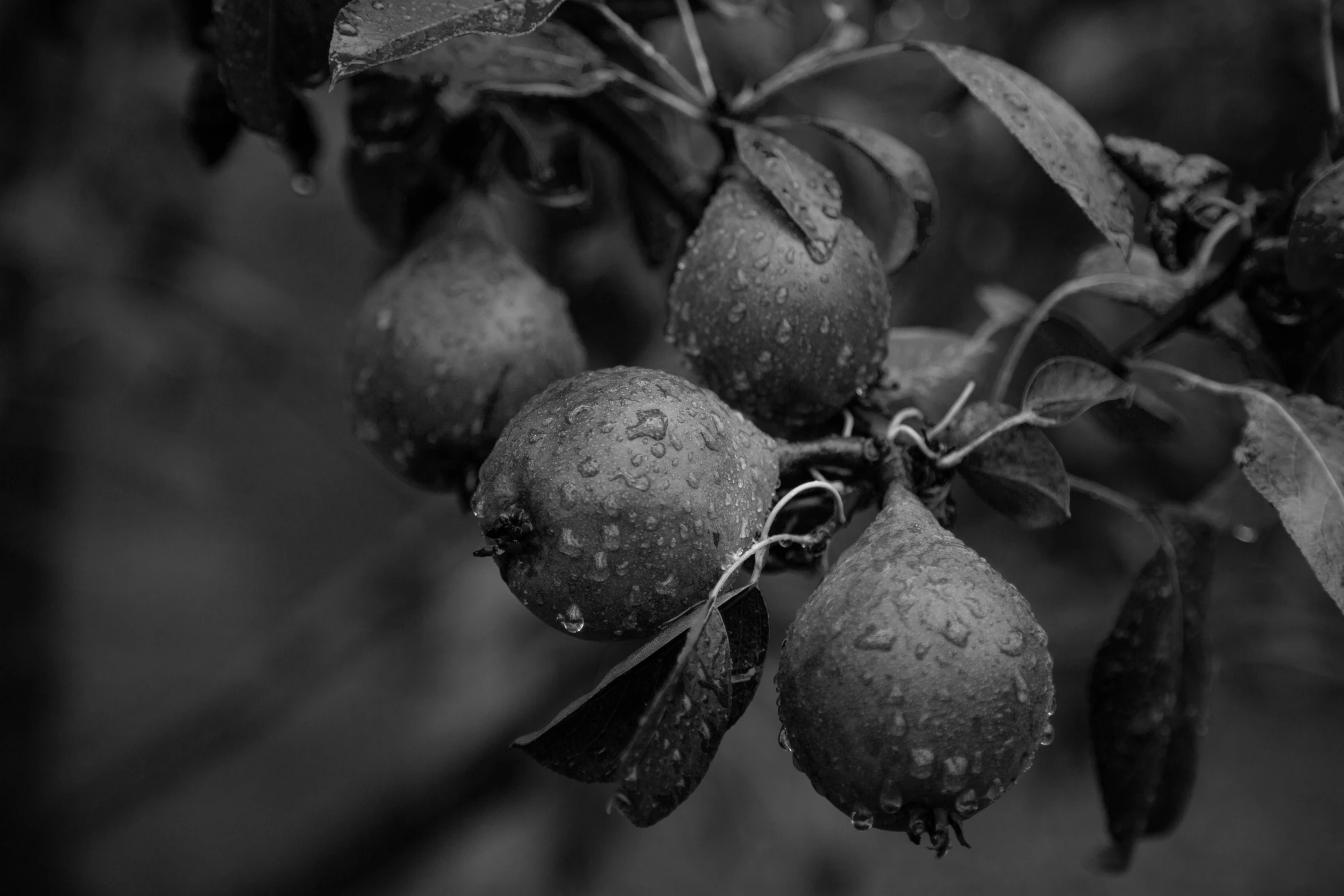 a black and white photo of some fruit on a tree, unsplash, baroque, rain drops, background image, detailed medium format photo, farming