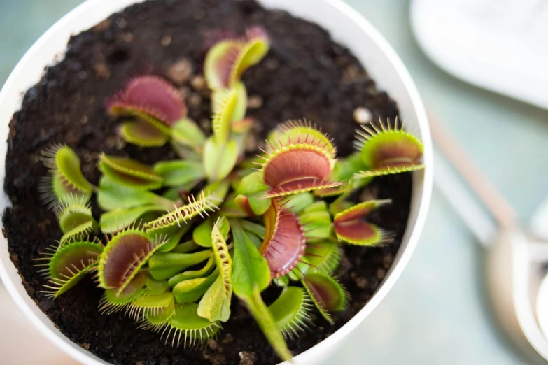 a close up of a plant in a pot, by Julia Pishtar, hurufiyya, snap traps of dionaea muscipula, over a dish and over a table, full product shot, slightly tanned