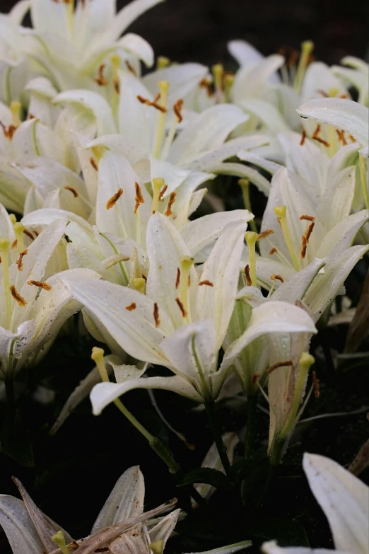 a close up of a bunch of white flowers, big lilies, in rows, aged 2 5, glossy flecks of iridescence