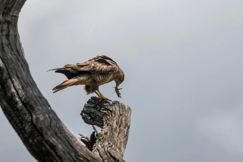 a bird sitting on top of a tree branch, by Peter Churcher, pexels contest winner, eagle eat snake, on wood, grey, afar