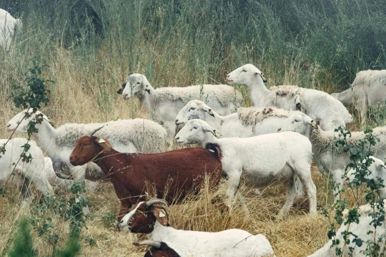 a herd of sheep standing on top of a dry grass covered field, flickr, renaissance, 1990's photo, red horns, arrendajo in avila pinewood, many goats