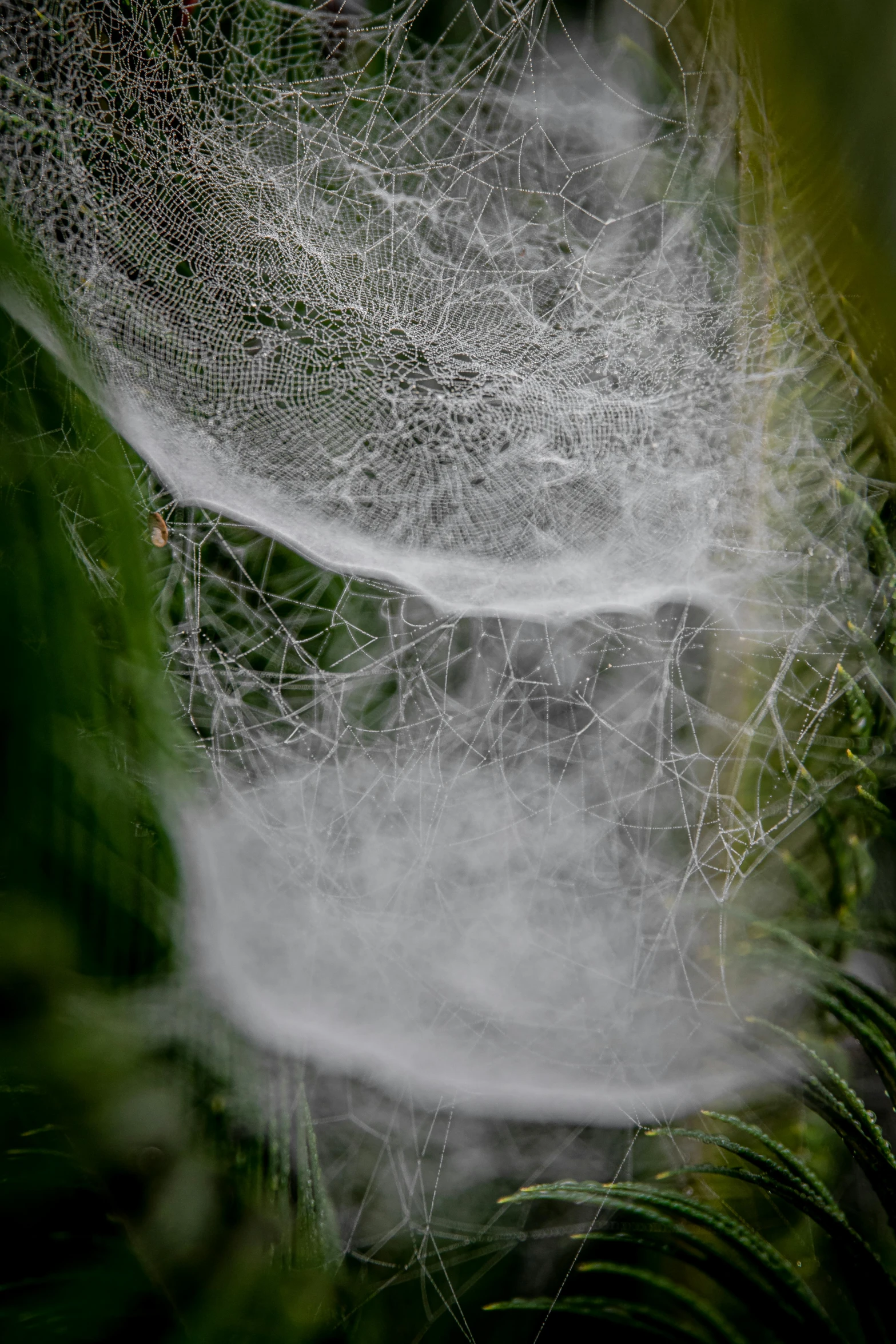 a close up of a spider web on a plant, trailing white vapor, fungal pages, paul barson, webbing