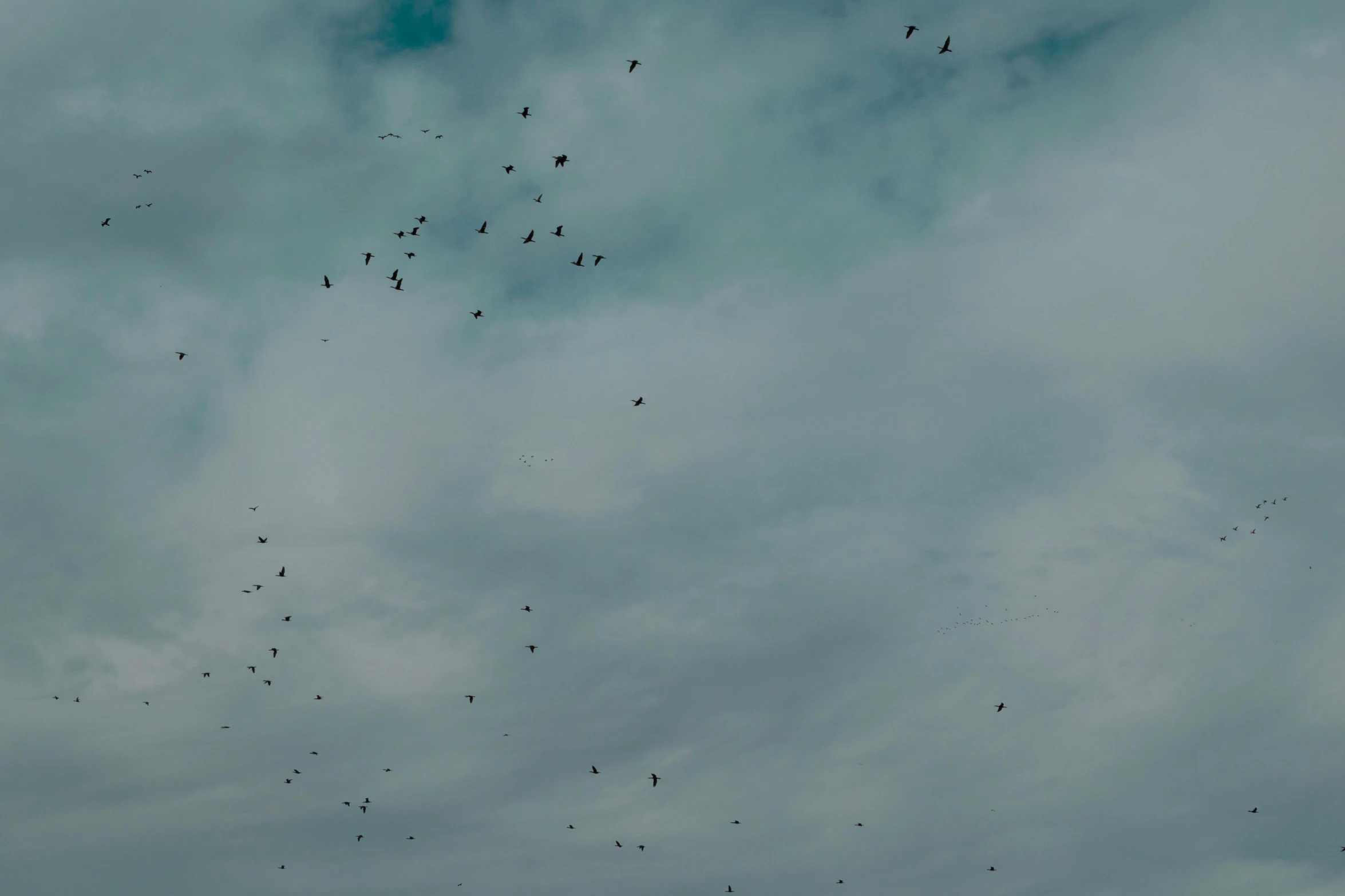 a flock of birds flying through a cloudy sky, an album cover, pexels contest winner, minimalism, hd footage, overcast!!! cinematic focus, ignant, swarm