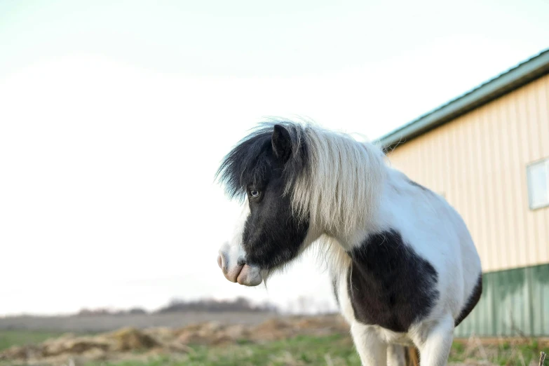 a black and white horse standing on top of a grass covered field, on a farm, profile image, miniature animal, small blue eyes