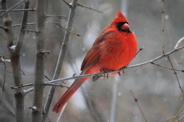 a red bird sitting on top of a tree branch, in the snow