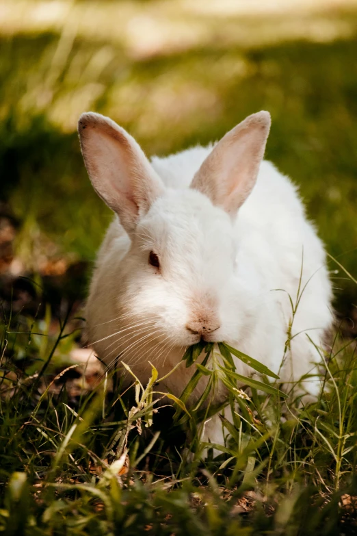 a white rabbit sitting on top of a lush green field