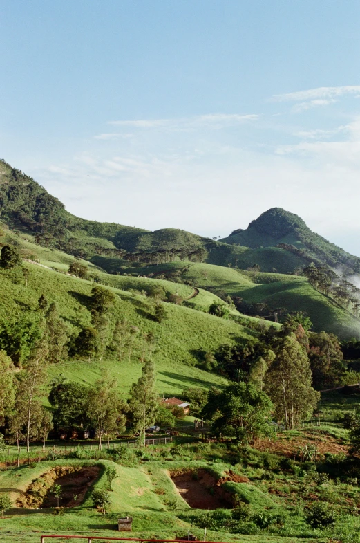 a herd of cattle grazing on top of a lush green hillside, sumatraism, eucalyptus trees, rolling hills, joel sternfeld, pagodas on hills
