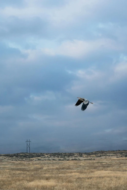 a bird that is flying in the sky, by Mathias Kollros, hurufiyya, mojave desert, low quality photo, goose!!!!!, slight overcast weather