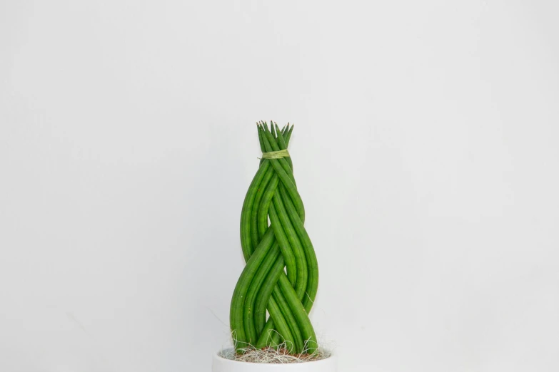 a small green plant in a white pot, a surrealist sculpture, inspired by Carpoforo Tencalla, unsplash, art nouveau, made of cactus spines, beans, 3/4 front view, vegetables