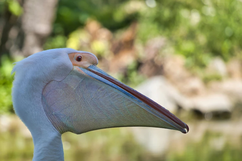 a close up of a bird near a body of water, a portrait, big beak, albino, wildlife photograph, large noses