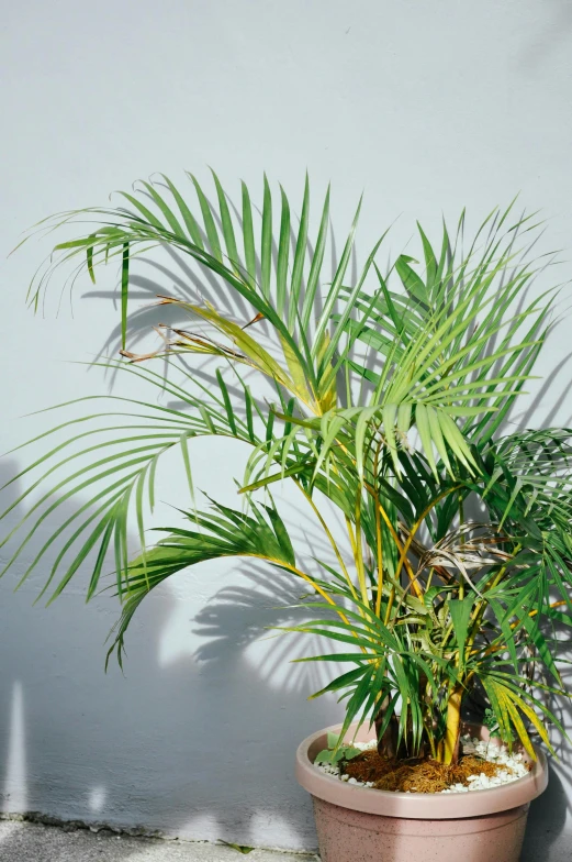 a potted plant in front of a white wall, by Ellen Gallagher, palm pattern visible, close up shot from the side, overgrown jungle, zoomed out to show entire image